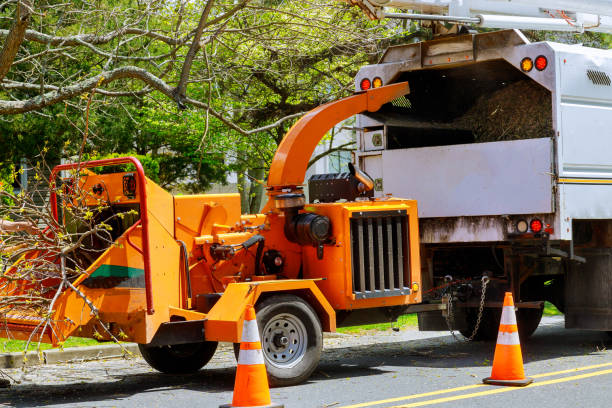 Best Tree Removal Services  in Tornillo, TX